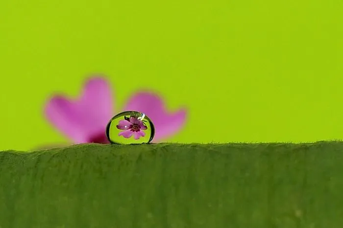 Flower Drop :)
