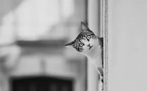 Share Classy Black And White Pictures Of Cats