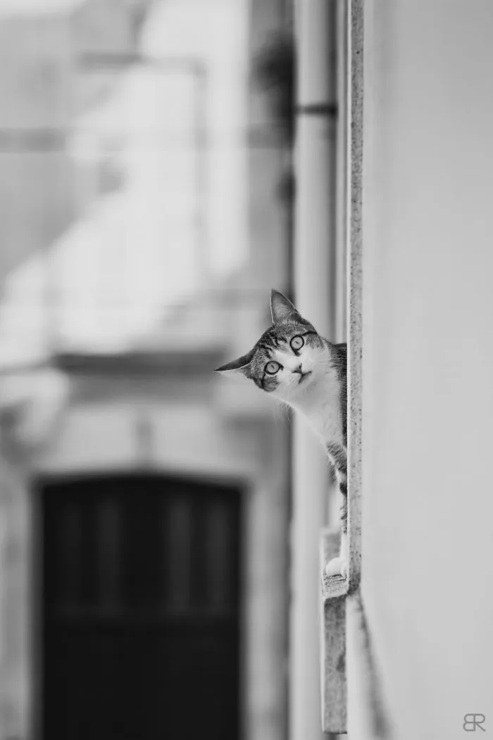 My Neighbour