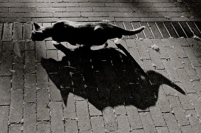 Shadow