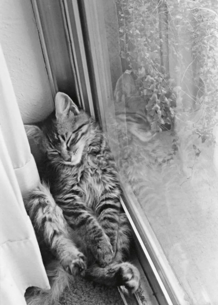 Reflections Of Rube