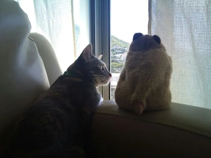 "i Guess It's Just You And Me Mr. Hammy."