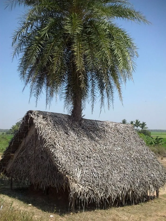 A Hut With  Living Post, Mammundur, Tamilnadu, India.
