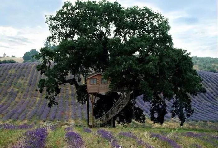 Casa Sull'albero, La Piantata, Agriturismo B&amp;b, Prodotti Biologici, Prodotti Alla Lavanda,... W
