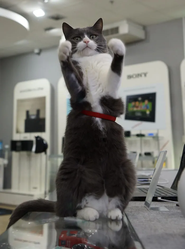 Cat In Store