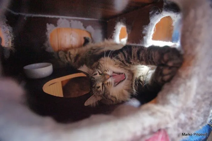 Inside Cathouse