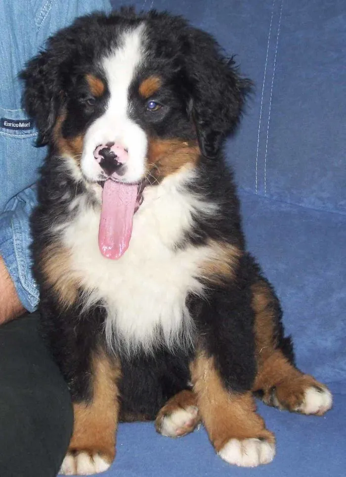 Bas , 2 Months Old Bernese Mountain Dog