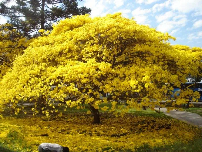 Yellow- Ipê, Brazil