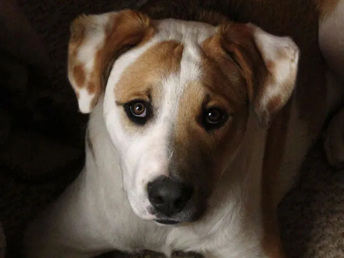 Akitzu The Dragonfly Dog