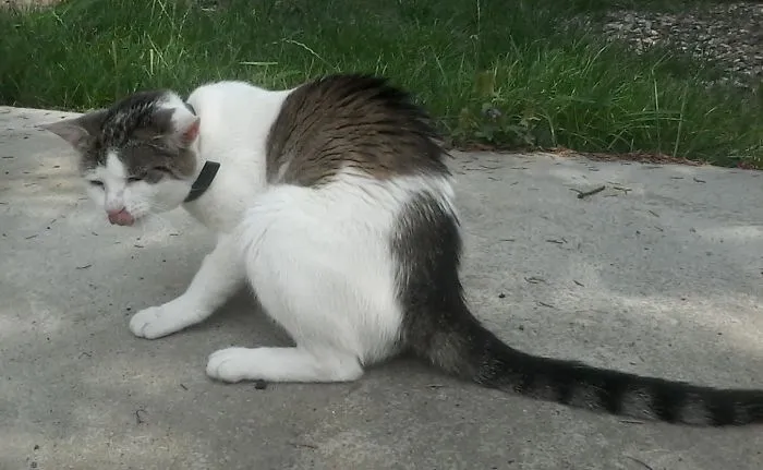 Julian