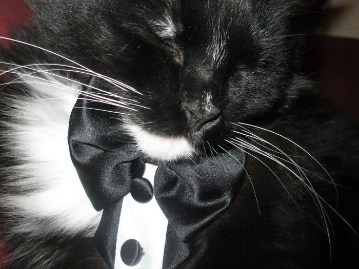 Fuzzybutt Bella-picture Of A Tuxedo Cat In A Tuxedo Taken In Colour.