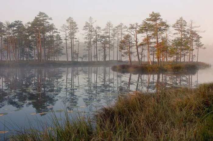 Morning On A Bog
