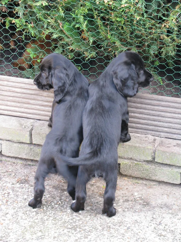 Twin Dogs