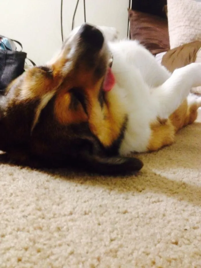 Chanseythecorgi