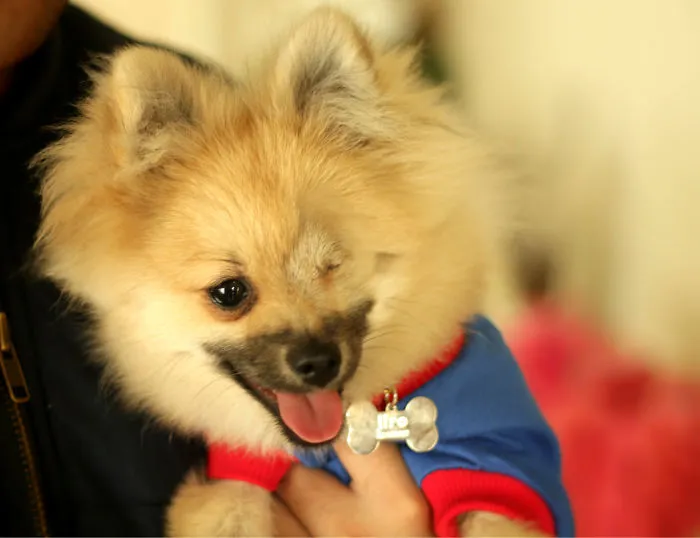 Jiro The Pom Pom Recovering From Surgery At 6 Months Old