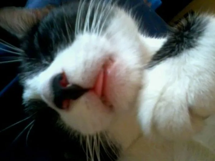Sleeping Cat With Her Tongue Out.