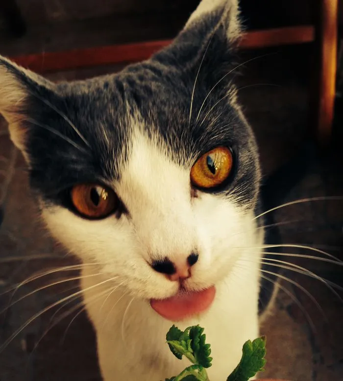 # Poppy Loves Catnip