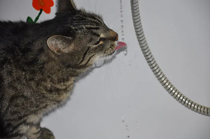Tigga