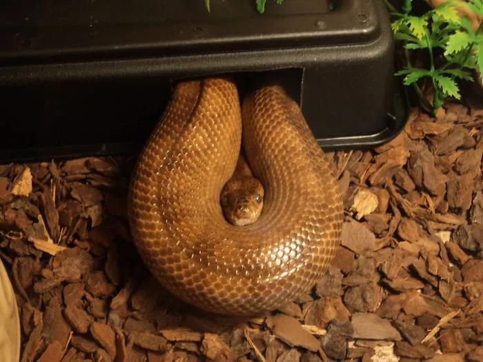 Reggie The Knot!