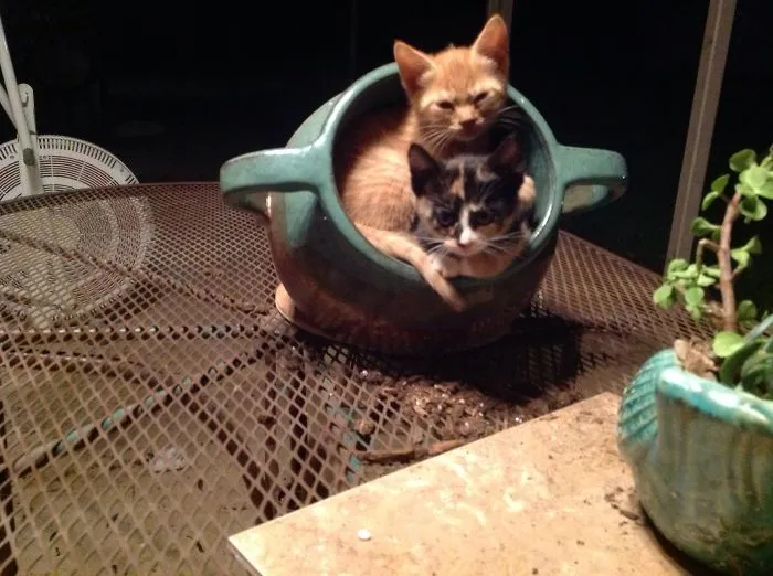 A Pot Of Prrrrtunias
