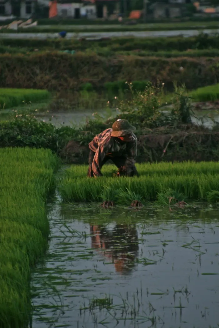 Farming In Hanoi