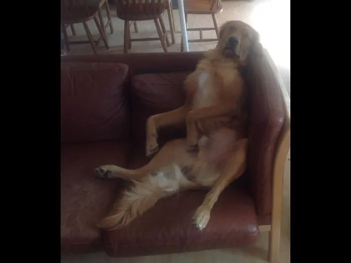 The Dog Human Ozzy 