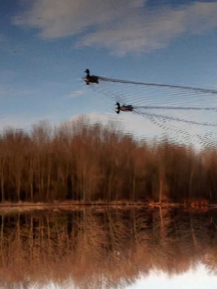 Raptured Ducks