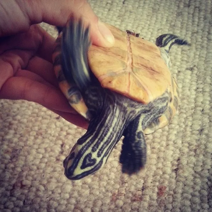 Turtle Heart