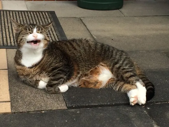 Told My Cat A Funny Joke
