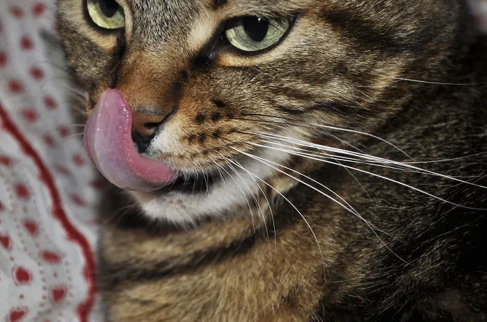 My Cat Mickey