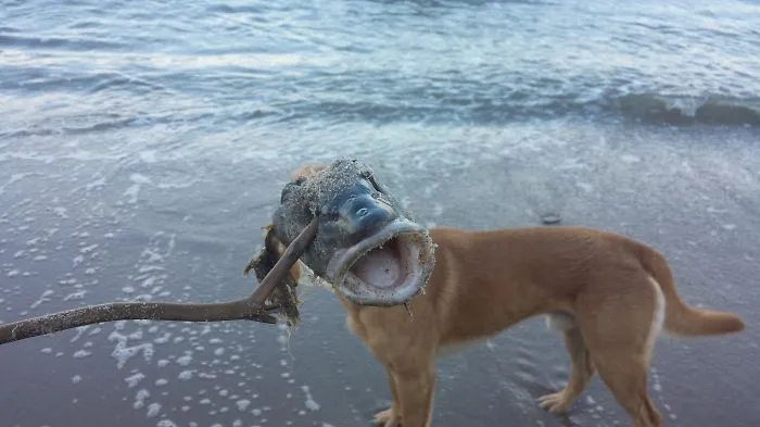 Fish_dog :)