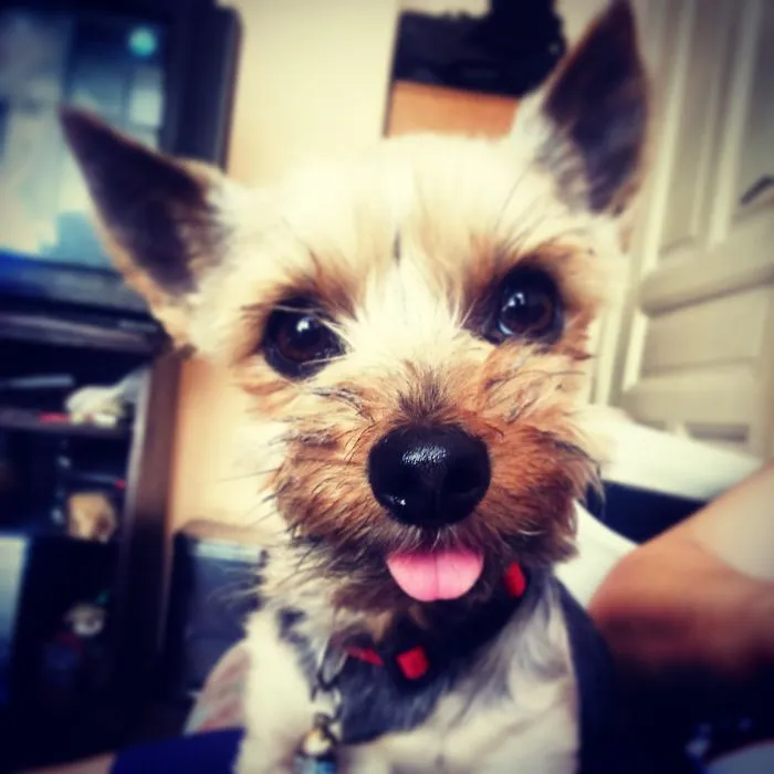 Sparky