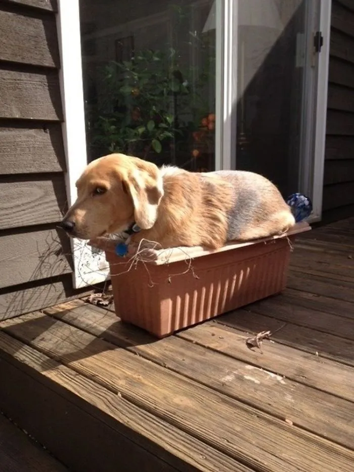 Just Keep Walking, I'm A Flower