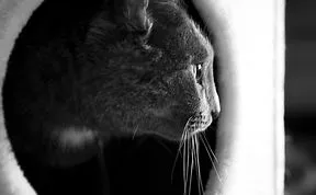 Share Classy Black And White Pictures Of Cats
