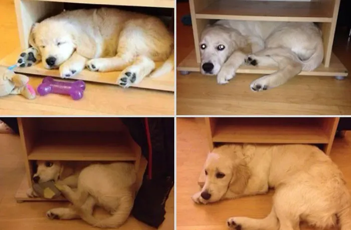 I Can Fit! I Will Make Myself Fit!
