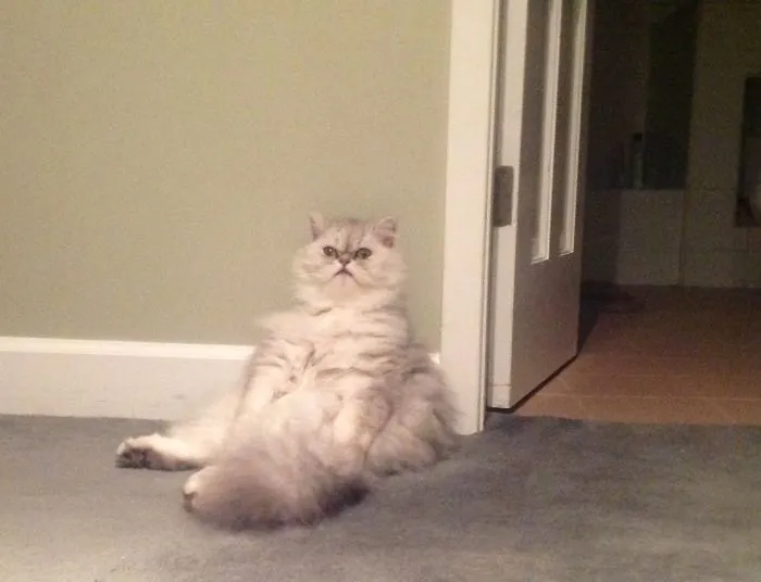 Cleo Just Hangin'