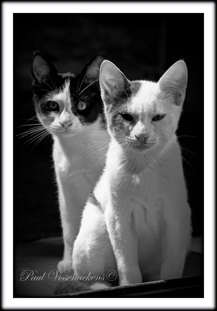 The Wild Look