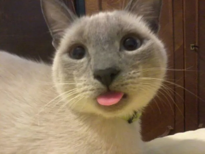 Suki's Tongue