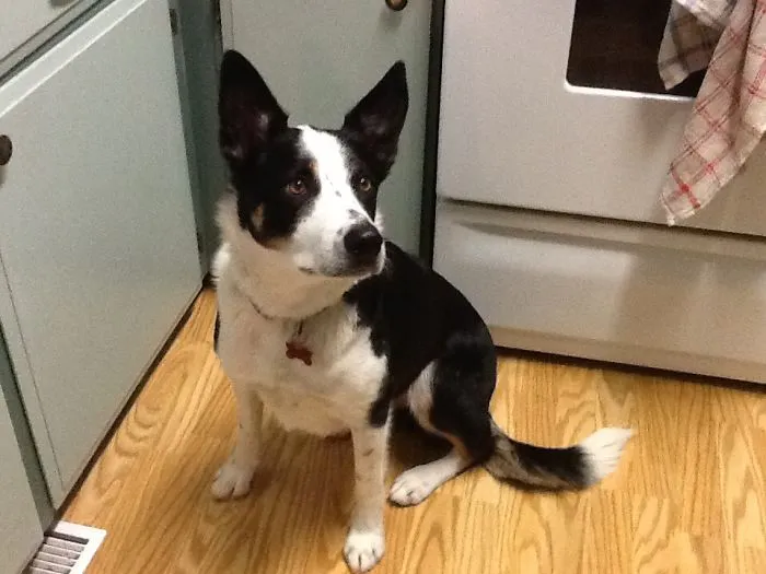 Border Collie/heeler "super Herder" Dog.