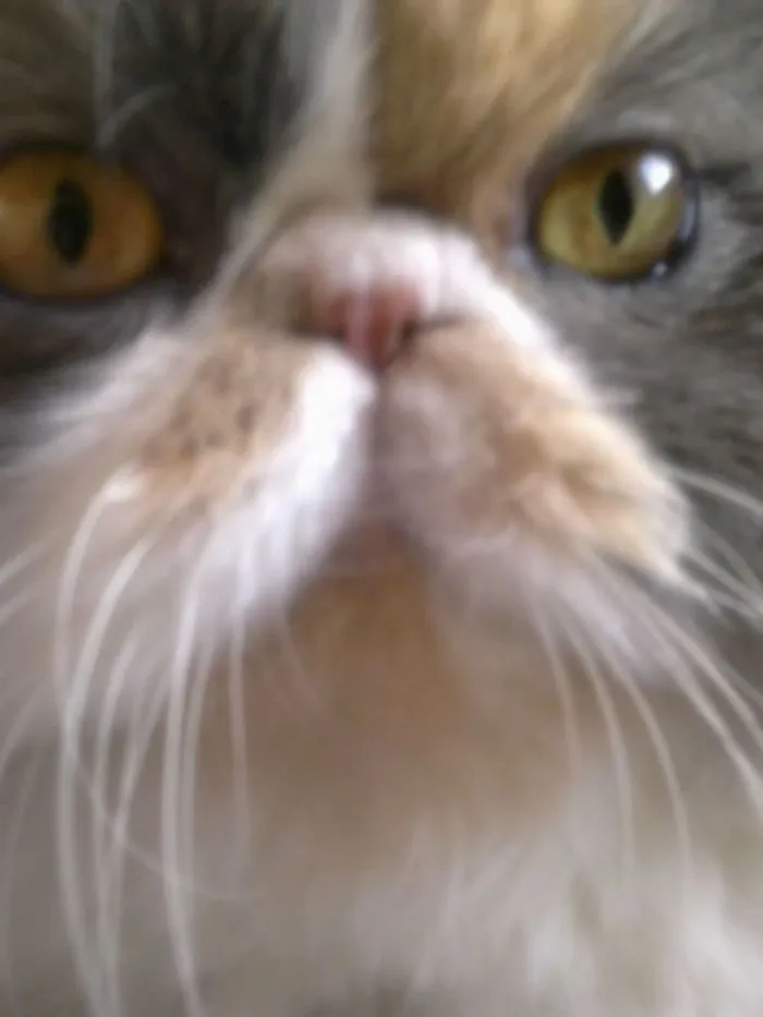 Moja