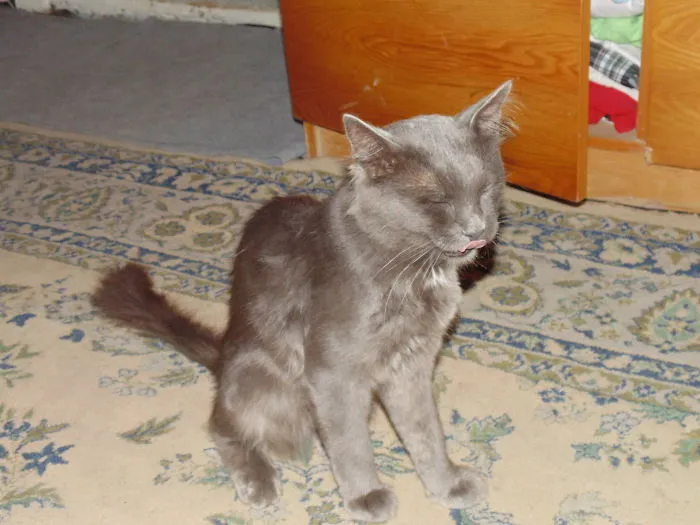 "wow! This Fur Is Meowlicious! "
