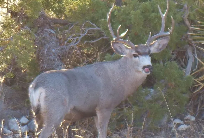 Look At That Doe...