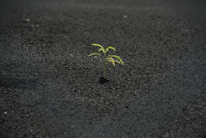 Strong Plant