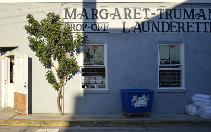 Tree By The Launderette