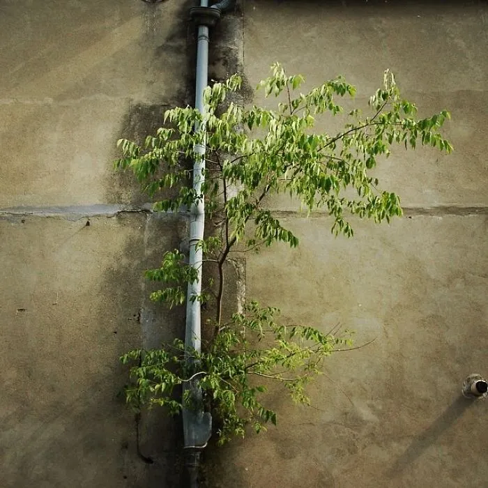 Tree On The Wall
