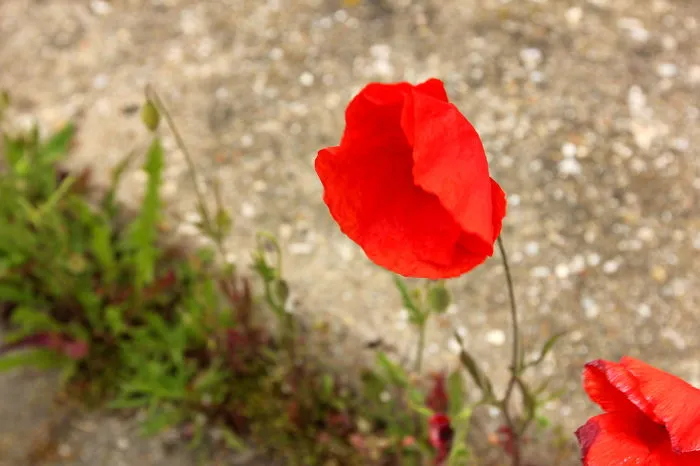 Poppy