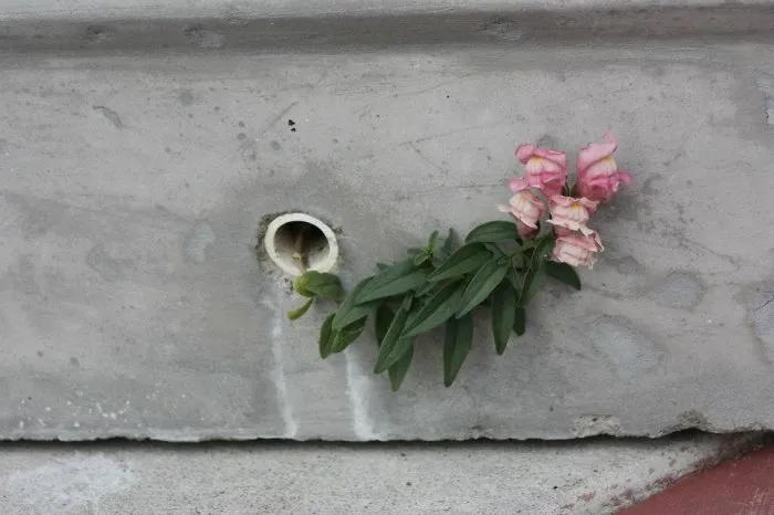 Flower Growing Out Of Drain Pipe