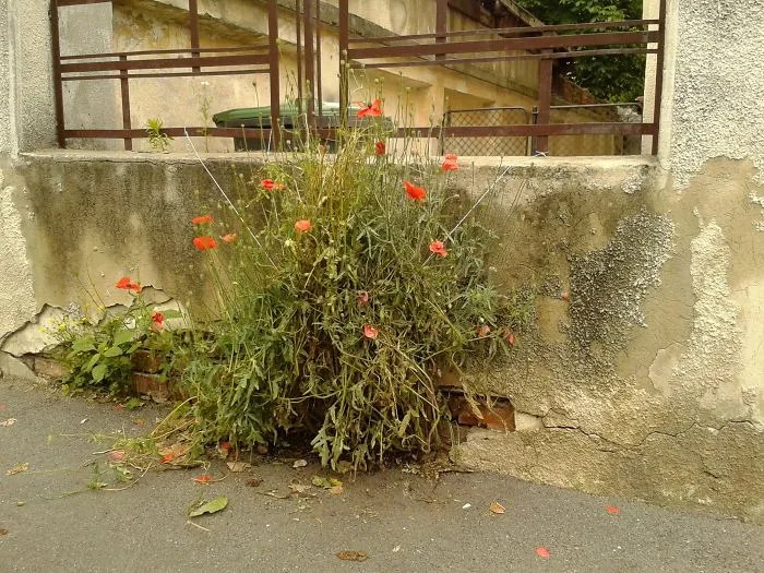 Urban Poppy Bush