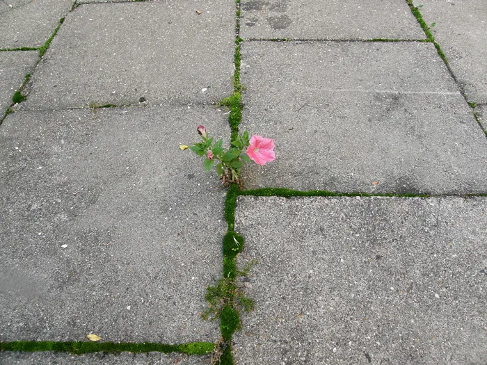 Petunia At My Uni