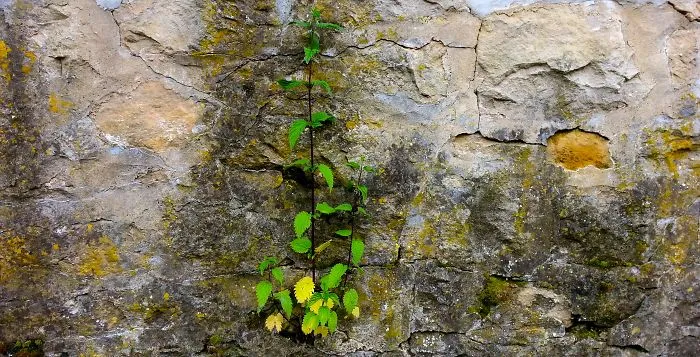 Stinging Nettle In The Wall